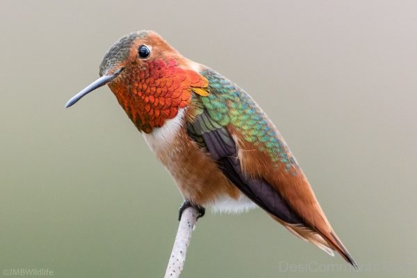 Allen's Hummingbird