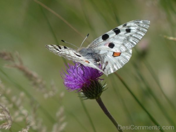 Apollo Butterfly Image