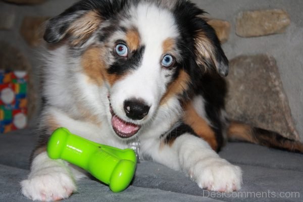 Australian Shepherd Pet Image