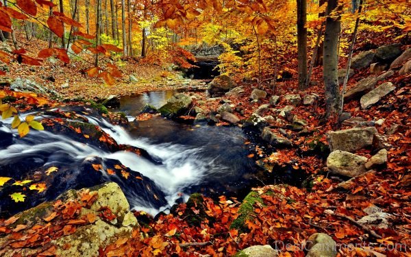 Autumn In The Forest