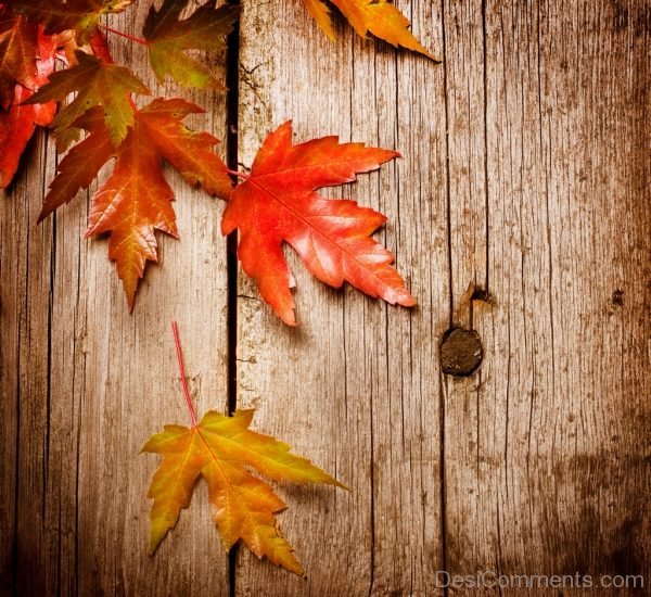 Autumn – Pic