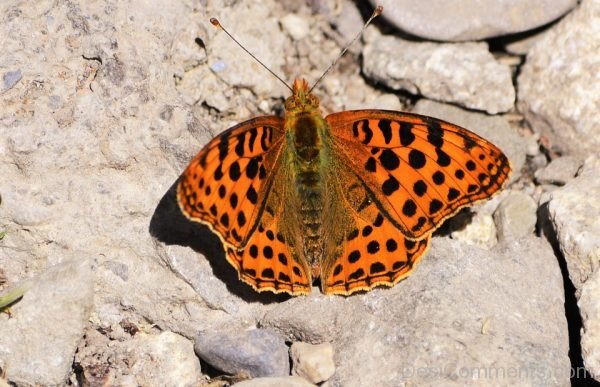 Awesome Black And Orange Butterfly Image