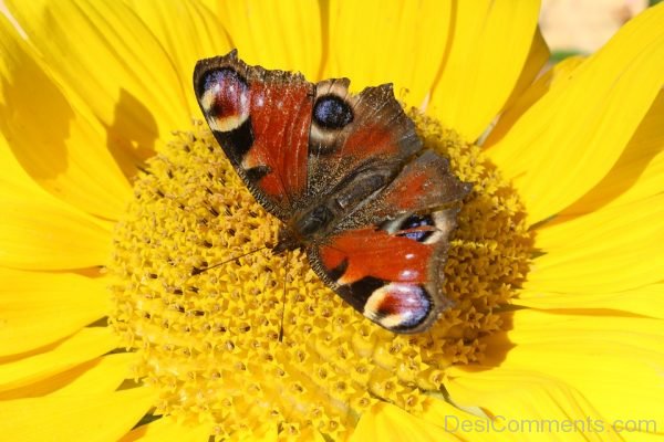 Awesome Image Of Butterfly