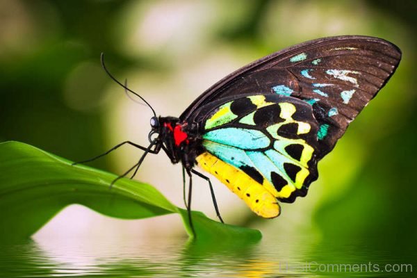 Awesome Image Of Butterfly