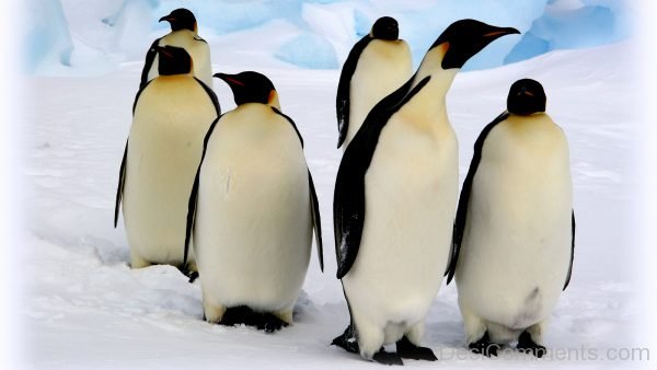 Awesome Image Of Penguin