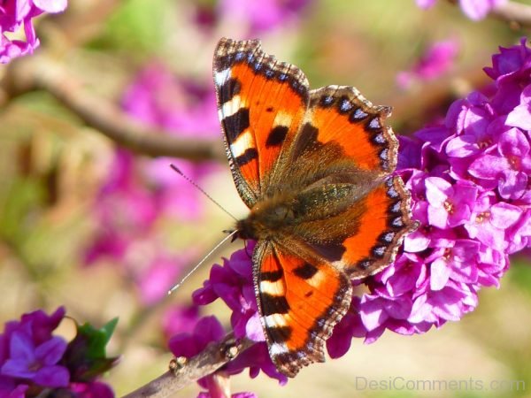 Awesome Photo Of Butterfly