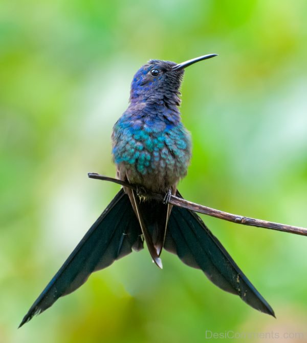 Awesome Photo Of Hummingbird