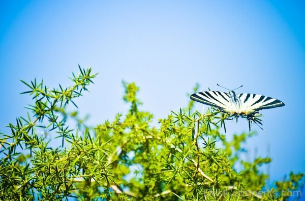 Awesome Pic Of Black And White Butterfly