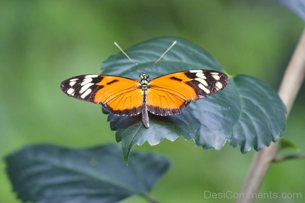 Awesome Pic Of Butterfly !