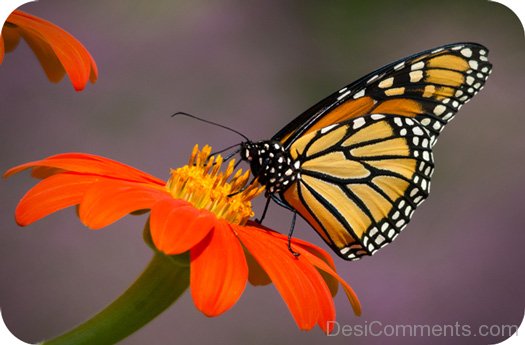 Awesome Pic Of Butterfly