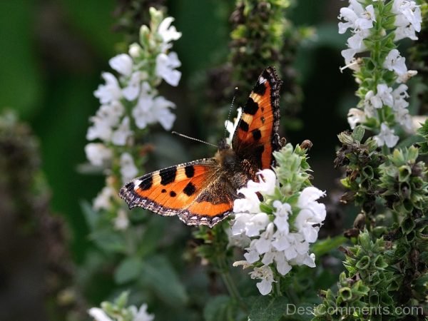 Awesome Picture Of Butterfly