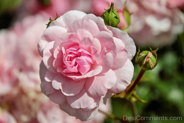 Awesome Pink Rose Flower