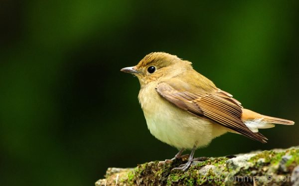 Baby Sparrow