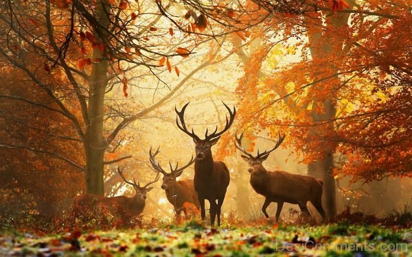 Beautiful Image Of Autumn