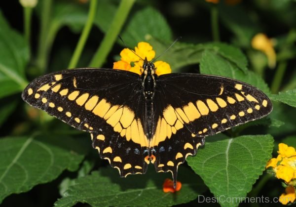 Beautiful Image Of Butterfly