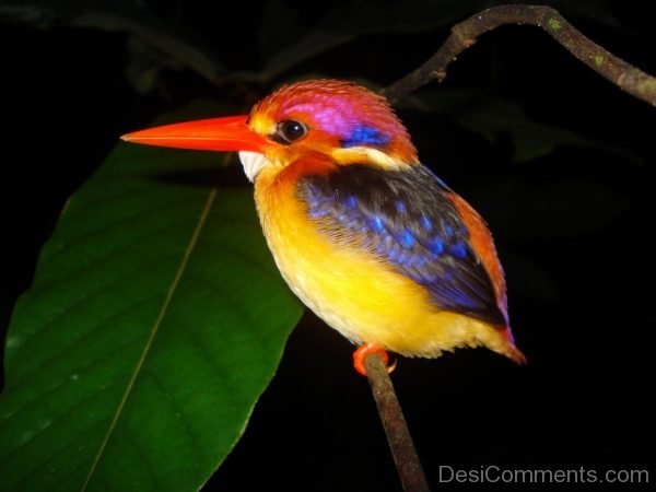 Beautiful Kingfisher Image
