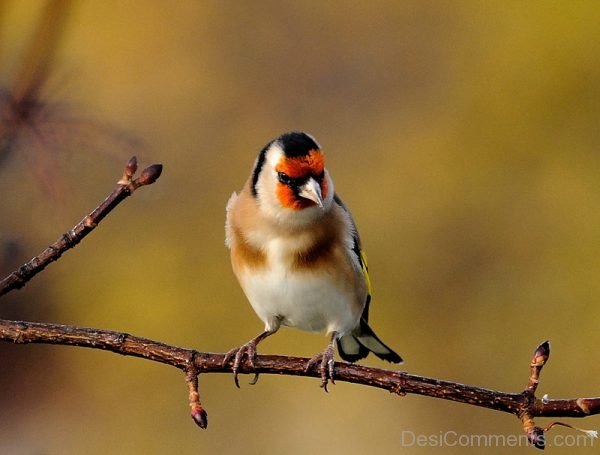 Beautiful Passeriformes