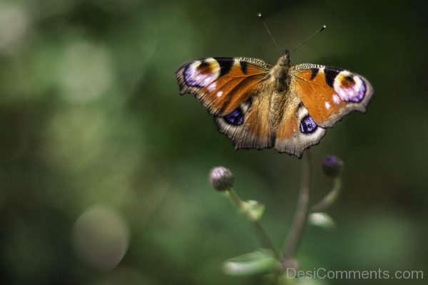 Beautiful Peacock Butterfly Pic
