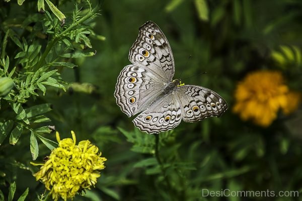 Beautiful Photo Of Butterfly