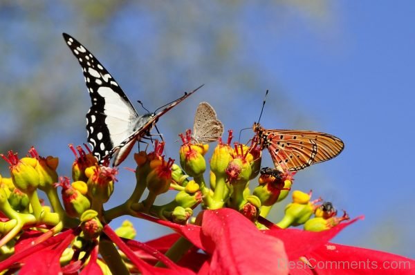 Beautiful Pic Of Black And White Butterfly