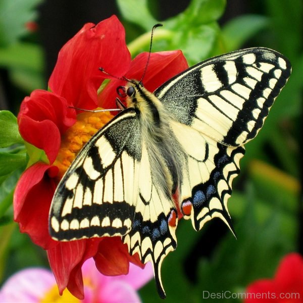 Beautiful Pic Of Butterfly