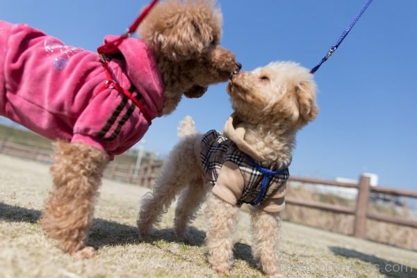 Beautiful Pic Of Dogs