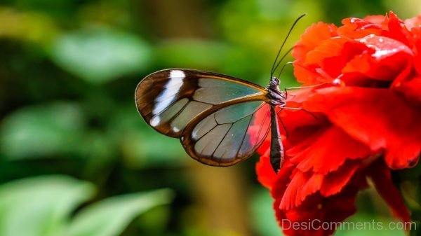 Beautiful Pic Of Glass Wings Butterfly