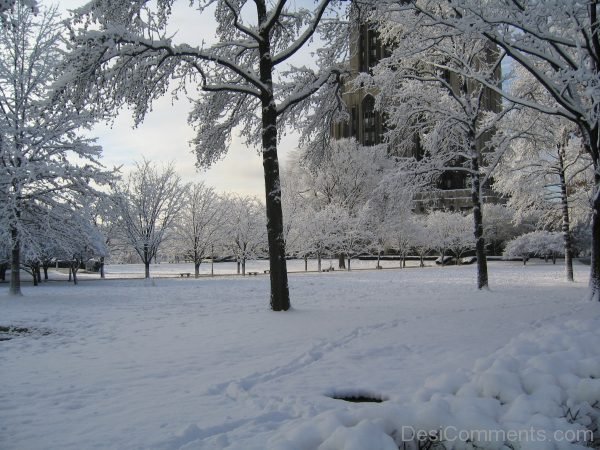 Beautiful Pic Of Winter