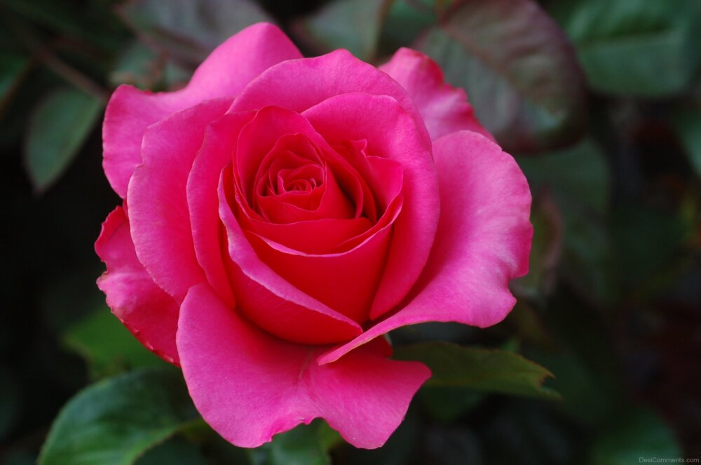 Beautiful Pink Rose - DesiComments.com