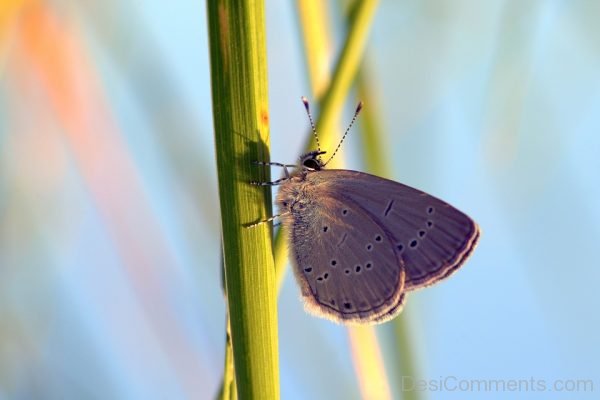 Beautiful Purple Wings Butterfly Image