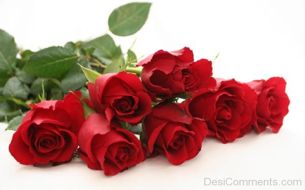 Red Roses Image 