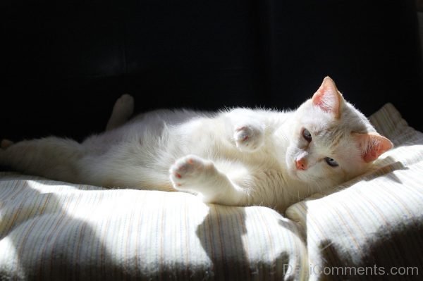 Beautiful White Cat Pet