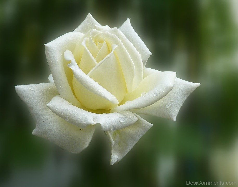 Beautiful White Flower - DesiComments.com