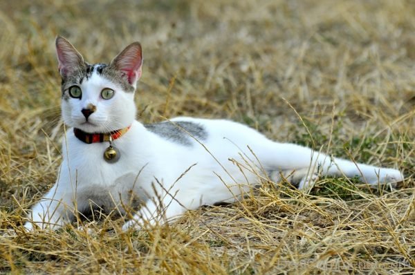 Beautiful White Cat Image