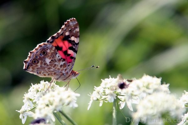 Beautiful Wings Of Butterfly