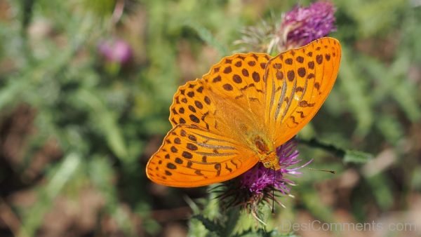 Beautiful Yellow Butterfly Image