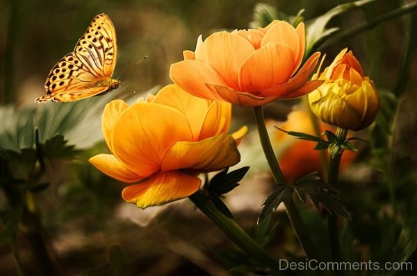 Beautiful Yellow Butterfly Pic