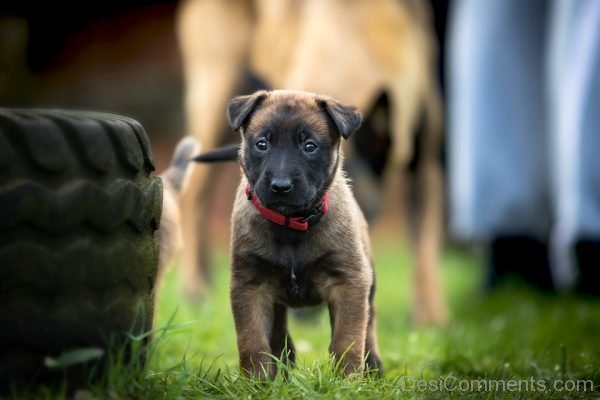 Belgian Shepherd Dog Pet