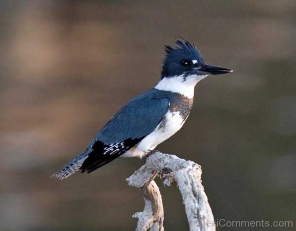 Belted Kingfisher