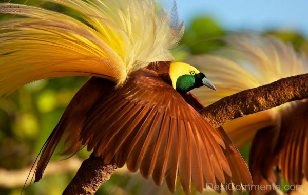 Bird Of Paradise Image