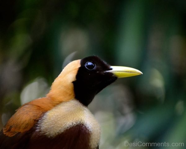 Bird Of Paradise Photo