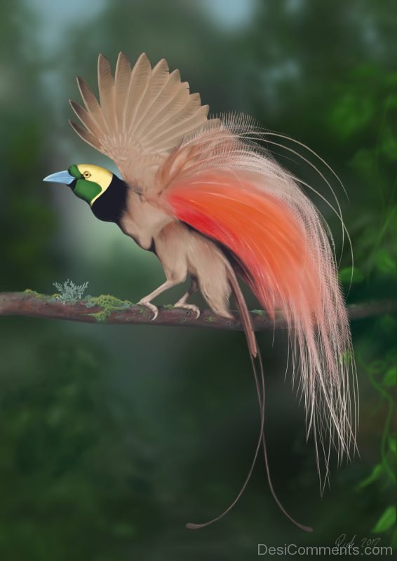 Bird Of Paradise Pic