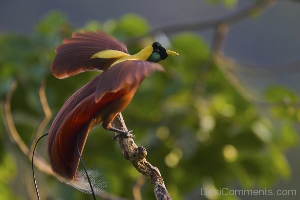 Bird Of Paradise Picture