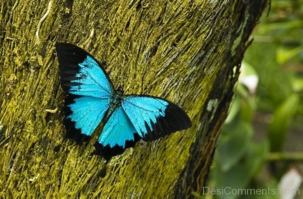 Black And Blue Butterfly Pic