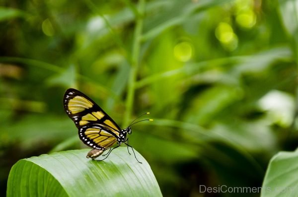 Black And Green Butterfly