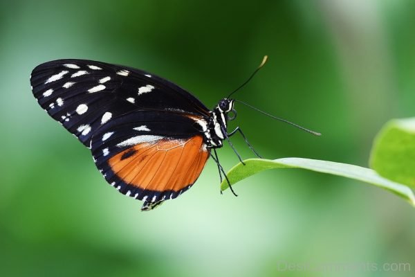 Black And Orange Pic Of Butterfly