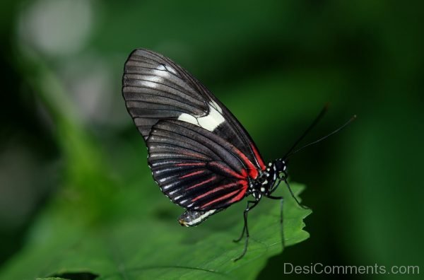 Black And Red Butterfly