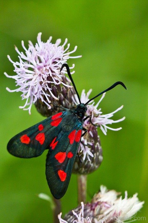 Black And Red Butterfly Image