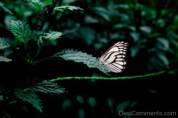 Black And White Butterfly