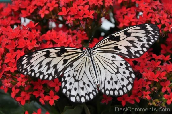 Black And White Butterfly